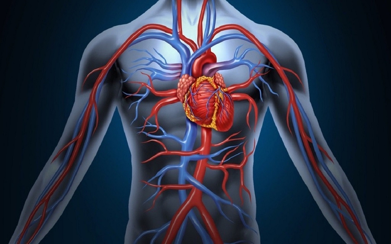 Tìm hiểu RCA là gì? RCA có ý nghĩa gì trong hệ thống tim mạch? 2