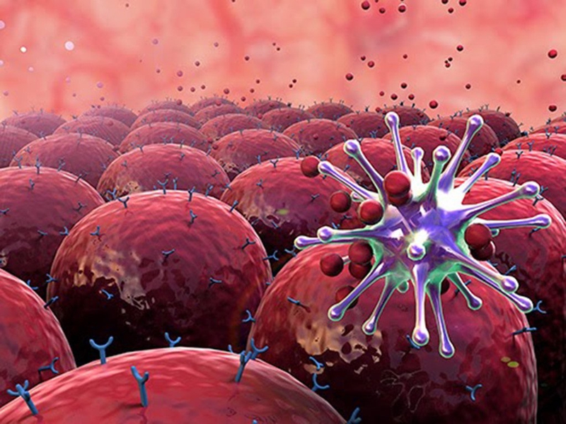 Tìm hiểu tế bào miễn dịch là gì? Phân loại và vai trò quan trọng của tế bào miễn dịch 1