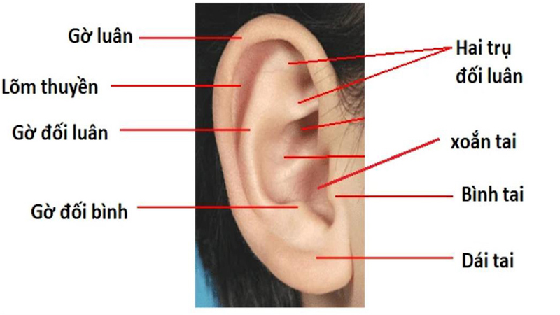 Tìm hiểu vành tai có tác dụng gì với cơ thể? 1