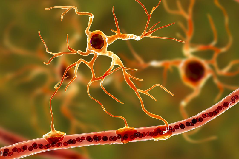 Tìm hiểu về cấu trúc và chức năng tế bào thần kinh 4