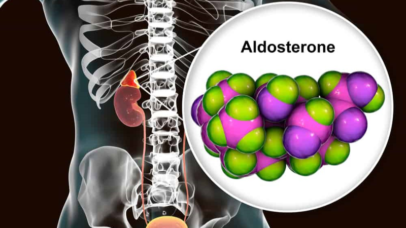 Cường aldosteron thứ phát là gì? Tìm hiểu "tất tần tật" về cường aldosteron thứ phát 1