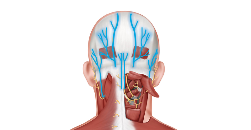 Tìm hiểu về dây thần kinh chẩm1