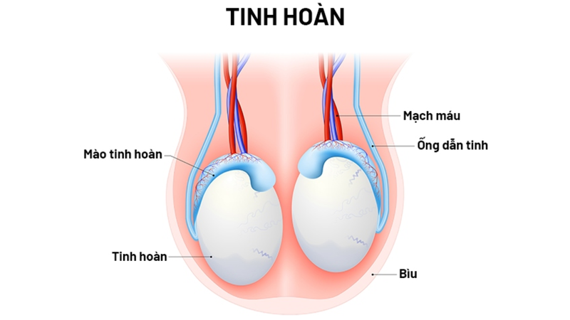 Tìm hiểu về giải phẫu tinh hoàn 2