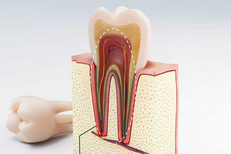 Tìm hiểu về tủy răng và ống tủy răng là gì? 1