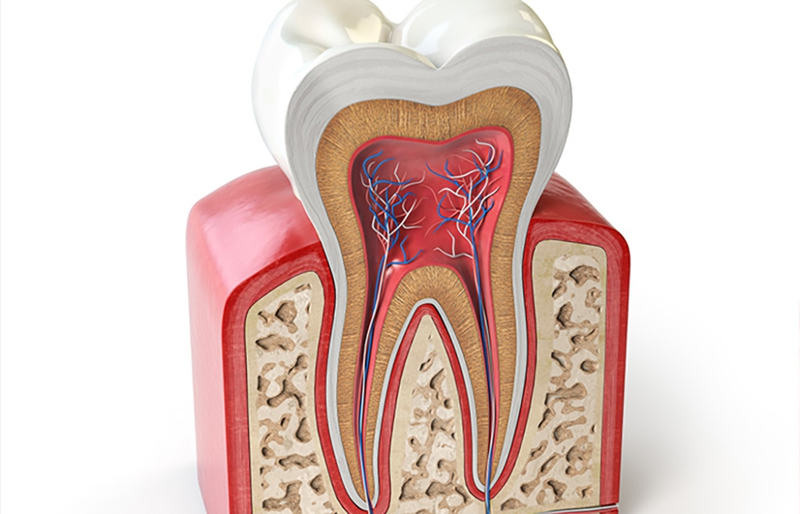 Tìm hiểu về tủy răng và ống tủy răng là gì? 3