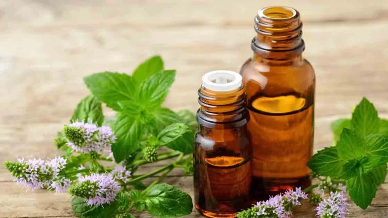 Tinh dầu hương nhu: Thơm và tốt cho sức khỏe! 2