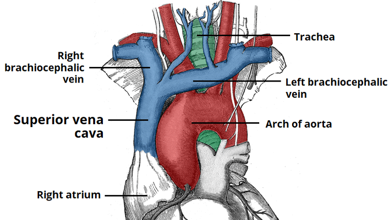 Tĩnh mạch chủ và những kiến thức bạn cần biết 1