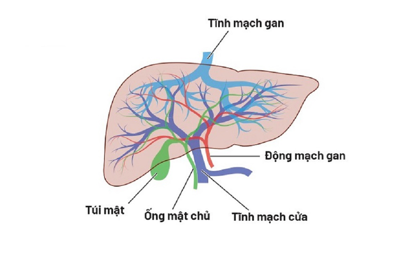 Tĩnh mạch gan có những chức năng quan trọng gì? Giải phẫu tĩnh mạch gan 2