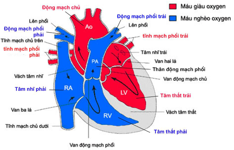 Tĩnh mạch phổi: Giải phẫu, cấu trúc và tham gia chức năng hệ thống hô hấp của cơ thể 1