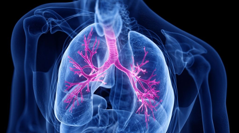 Tĩnh mạch phổi: Giải phẫu, cấu trúc và tham gia chức năng hệ thống hô hấp của cơ thể 2