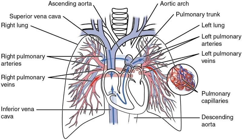 Tĩnh mạch phổi: Giải phẫu, cấu trúc và tham gia chức năng hệ thống hô hấp của cơ thể 3