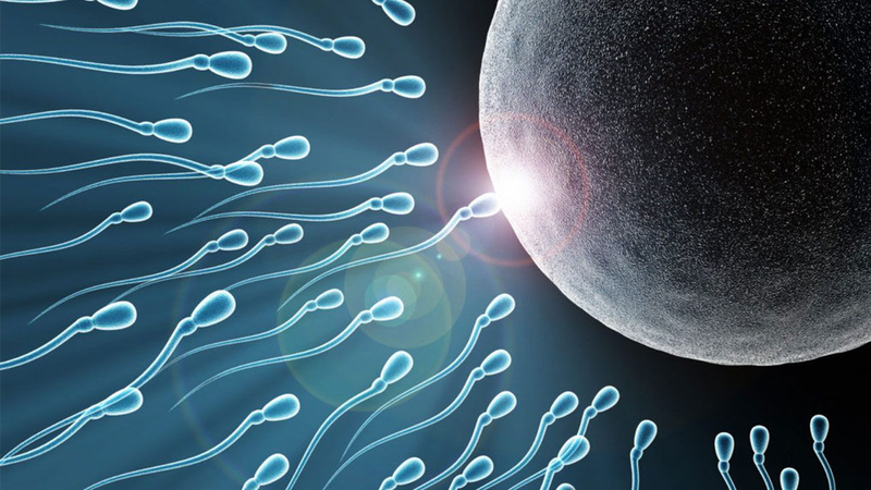 Tinh trùng gặp trứng như thế nào? Những dấu hiệu khi tinh trùng gặp trứng thành công