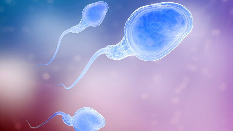 tinh trùng sống được bao lâu trong tử cung