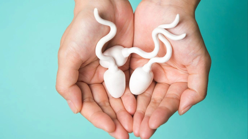 tinh trùng sống được bao lâu trong tử cung