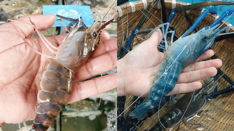  Tôm càng sen​ là gì? Tôm càng sen và tôm càng xanh khác nhau như thế nào? 4