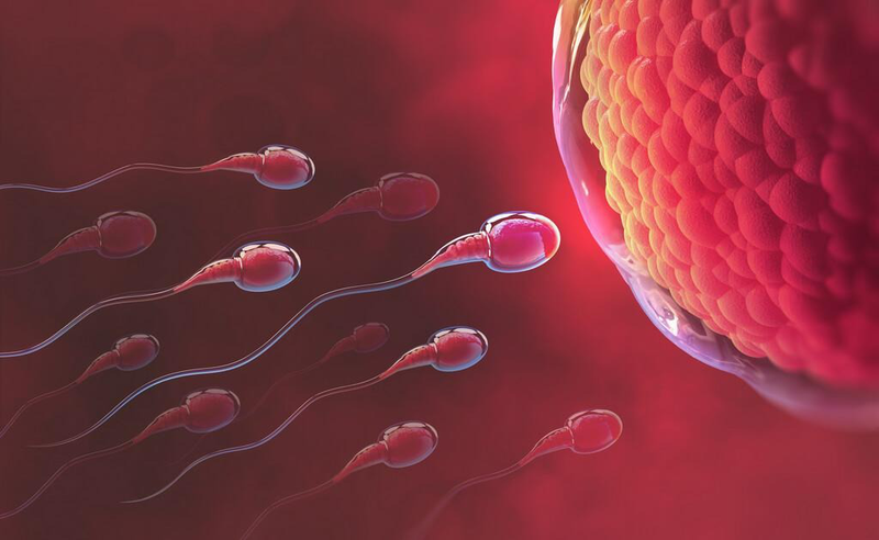 Tóm tắt các giai đoạn phát triển của thai nhi từ tuần 1 - 41 1