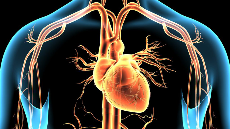 Tổng quan về một số bệnh và các nhóm thuốc tim mạch tương ứng 4
