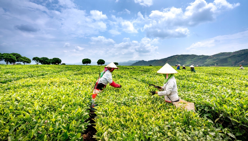 Trà hữu cơ và những lợi ích tuyệt vời đối với sức khỏe 1