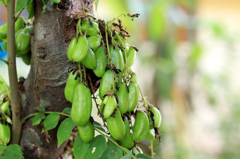 Trái khế tàu có công dụng gì và cách dùng ra sao 1