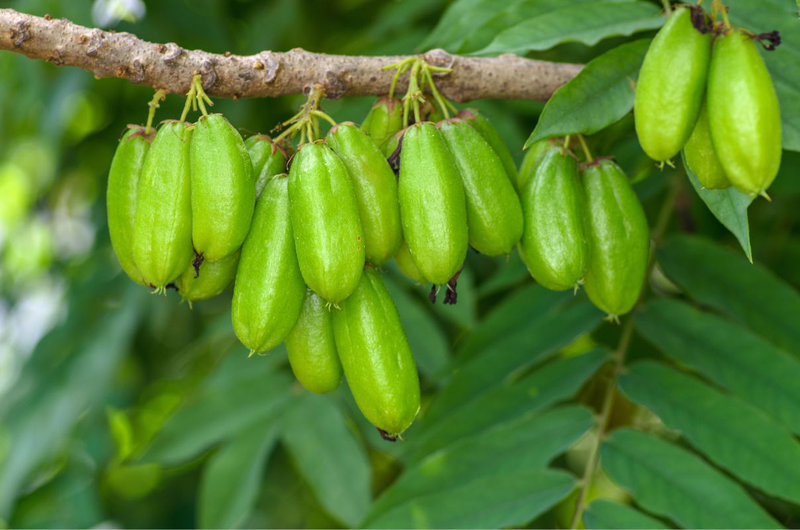 Trái khế tàu có công dụng gì và cách dùng ra sao 2