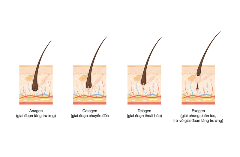 Triệt lông sau bao lâu thì rụng? Các yếu tố ảnh hưởng đến thời gian lông rụng? 1