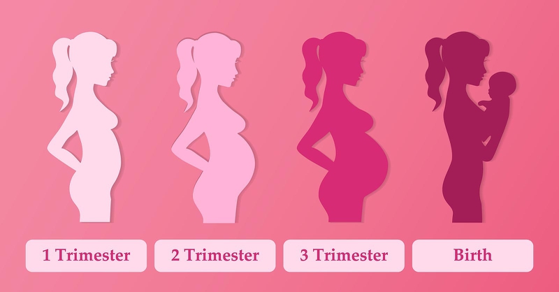 Trimester là gì? Khám phá 3 giai đoạn quan trọng của thai kỳ 1