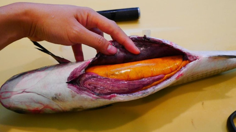 Trứng cá đối: Siêu thực phẩm giàu dinh dưỡng và lợi ích sức khỏe vượt trội 1