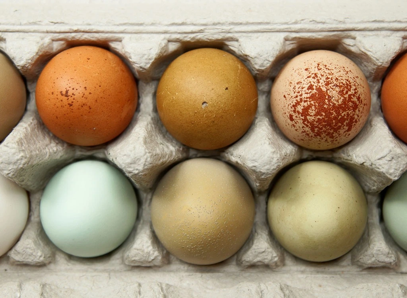 Trứng gà màu nâu có tốt cho sức khỏe hơn màu trắng không? 2