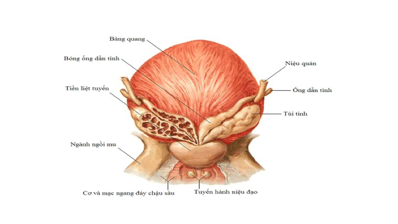 Túi tinh là gì? Cấu tạo và chức năng của túi tinh 1