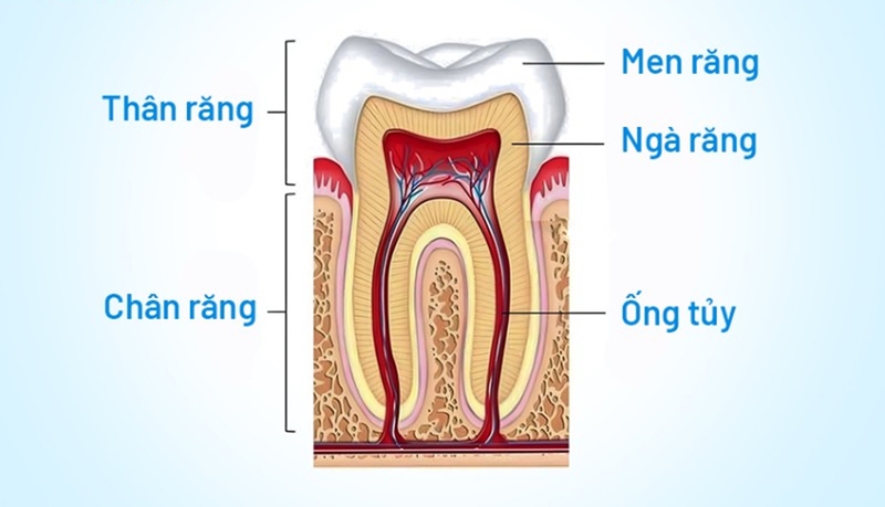 Tủy răng: Cấu tạo, vai trò và bệnh lý thường gặp 2