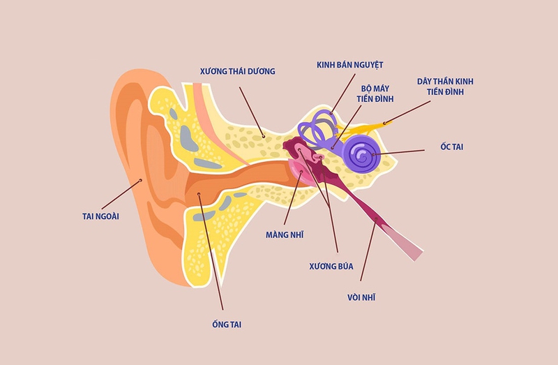 U dây thần kinh tiền đình: Nguyên nhân, triệu chứng, cách chữa trị 1