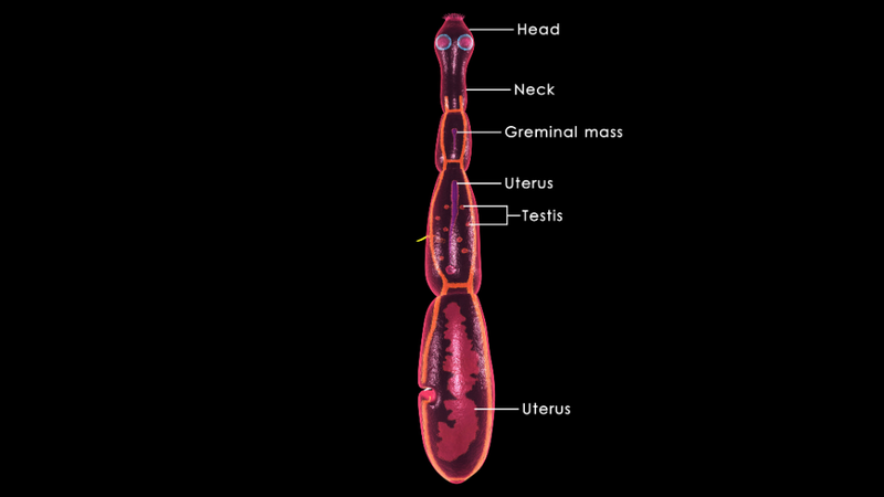 u-mau-lach-co-nguy-hiem-khong 2