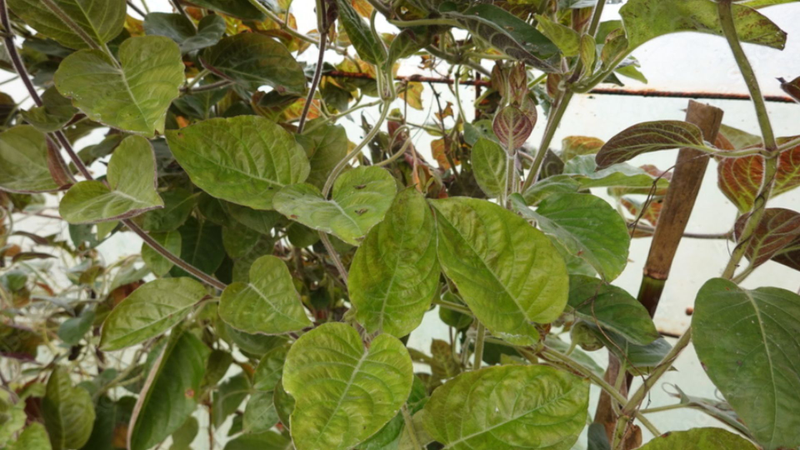 Lá mơ lông là một loại thảo dược dân gian quen thuộc