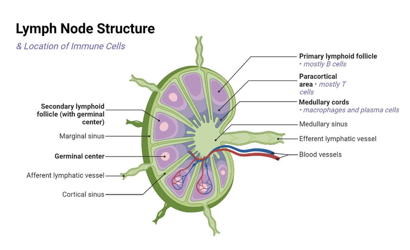 Vai trò, cấu trúc của hạch bạch huyết trong cơ thể và các bệnh thường gặp 2