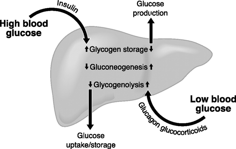 Vai trò của insulin rất quan trọng trong việc điều tiết lượng đường trong máu