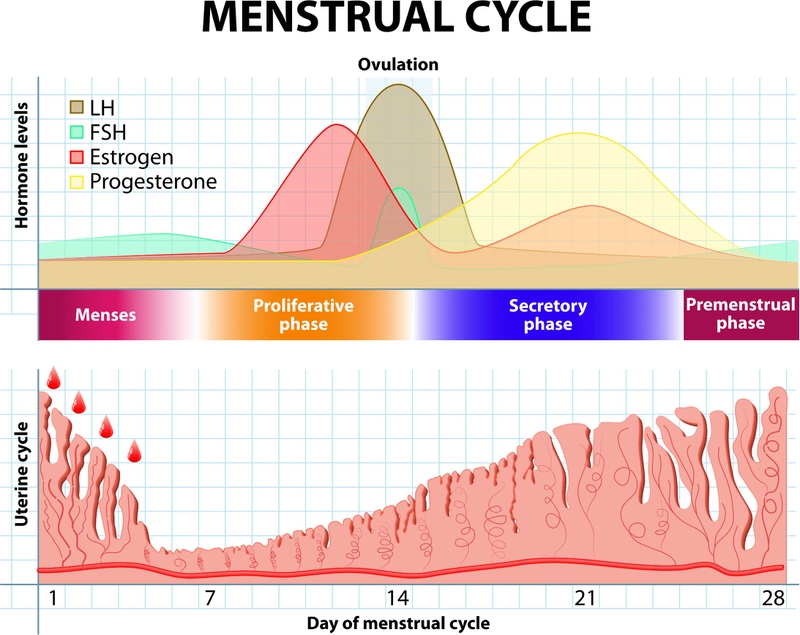 Vai trò của LH trong cơ chế điều hòa sinh trứng LH kích thích 1