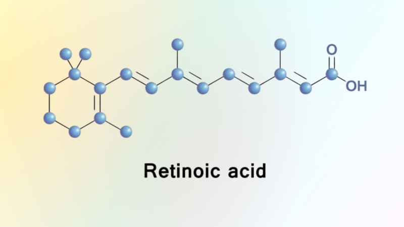 Axit retinoic được hình thành từ retinol qua hai phản ứng enzym kế tiếp