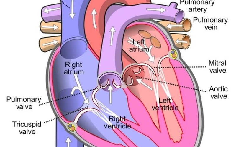 Van động mạch chủ: Cấu trúc, chức năng và bệnh lý thường gặp 1