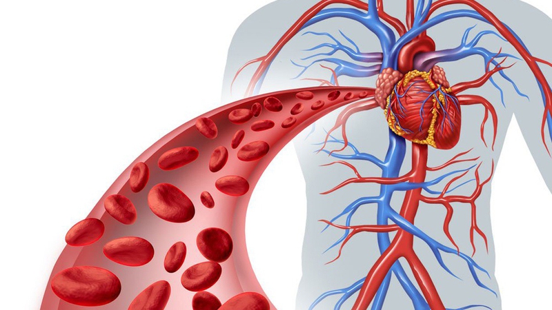 Vein là gì và chức năng của vein như thế nào? -1