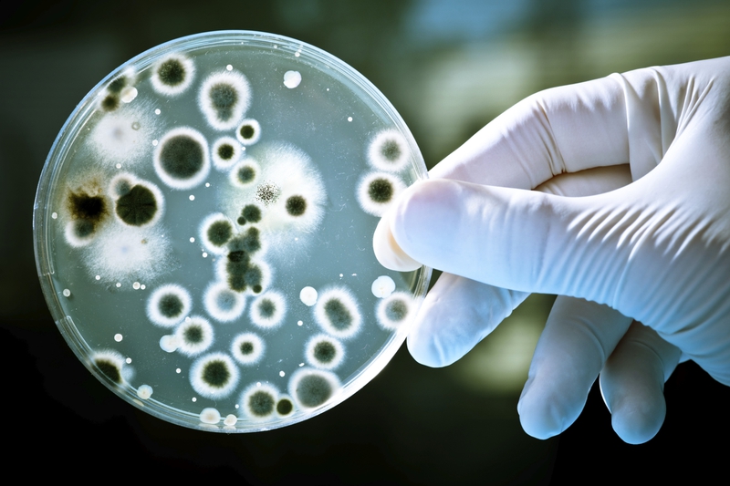 Vi khuẩn hiếu khí: Khám phá thế giới sinh vật cần oxy để tồn tại 1