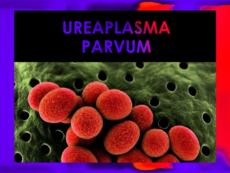Vi khuẩn ureaplasma parvum gây bệnh gì?-1