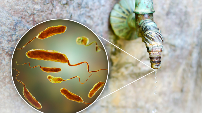 Vi khuẩn Vibrio Vulnificus gây bệnh gì và lây như thế nào? 2