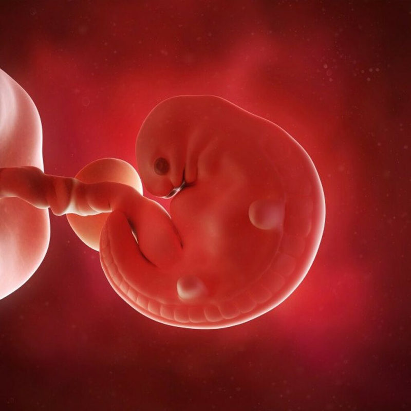 Vị trí nằm của thai nhi trong bụng mẹ theo từng giai đoạn như thế nào? 1