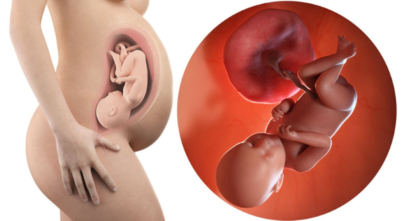 Vị trí nằm của thai nhi trong bụng mẹ theo từng giai đoạn như thế nào? 2
