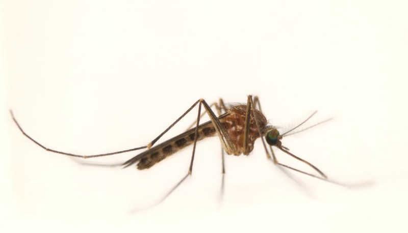 Cập nhật thông tin về virus JEV - virus viêm não Nhật Bản 2