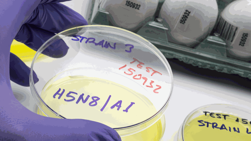 Virus cúm gia cầm H5N1 hiện đại thích nghi để ngăn chặn phản ứng miễn dịch 2