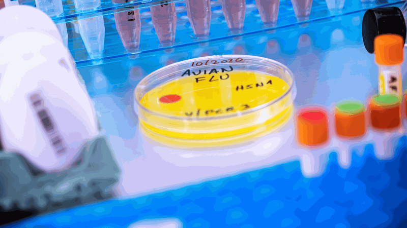 Virus cúm gia cầm H5N1 hiện đại thích nghi để ngăn chặn phản ứng miễn dịch 4