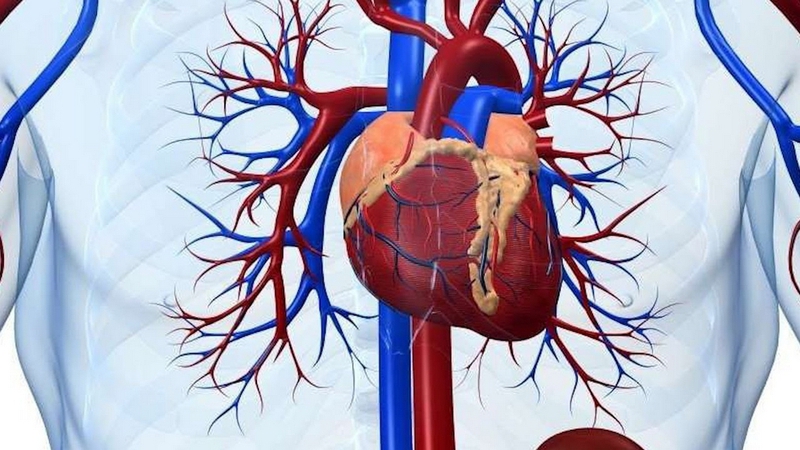 Virus gây viêm cơ tim là gì? Tình trạng viêm cơ tim ở trẻ em liệu có nguy hiểm không? 1