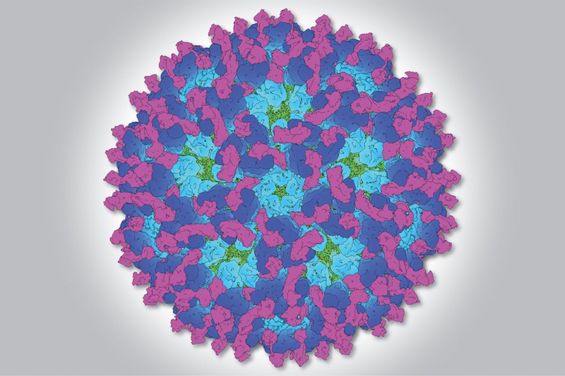 Virus O'nyong-nyong là gì? Đặc điểm cấu tạo của virus O'nyong-nyong 2
