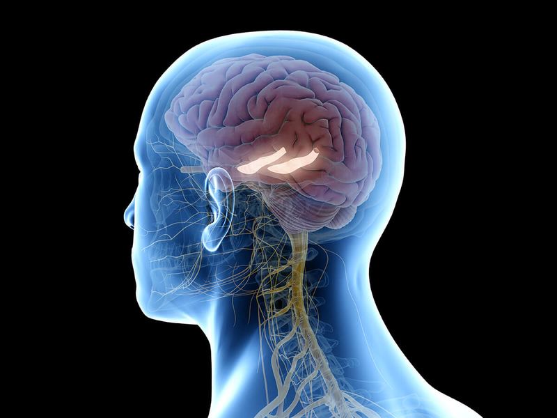 Vùng hải mã trong não và sự ghi nhớ của não bộ 1